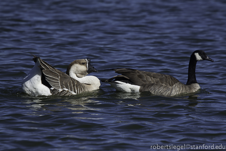 geese of a feather